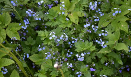 Stanowisko  PKE OK w Toruniu w sprawie Rodzinnych Ogrodów Działkowych „Elana”