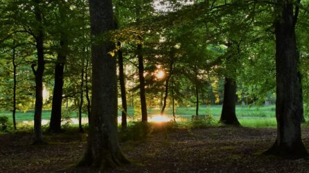 Apel w sprawie projektu ustawy o zamianie terenów leśnych na nieleśne