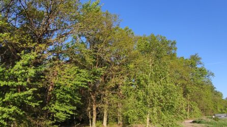 Ocena zagrożeń dla walorów przyrodniczych i kulturowych terenu leśnego w miejscowości Papowo Toruńskie – Osieki